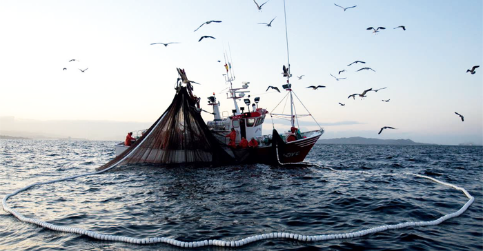 Subpesca aumentó cuota de sardina y anchoveta para la temporada de captura 2019