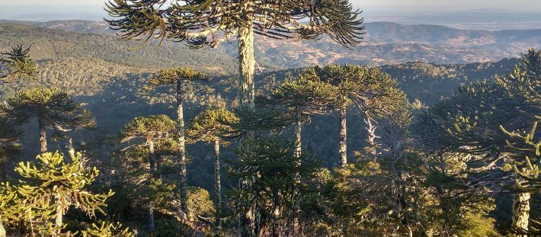 Seminario promoverá la creación de Reserva de la Biósfera en Nahuelbuta