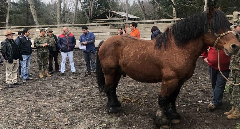 CUATRO POTROS DE TIRO PESADO LLEGAN A LA REGIÓN DE BIOBÍO PARA MEJORAR LA RAZA EQUINA