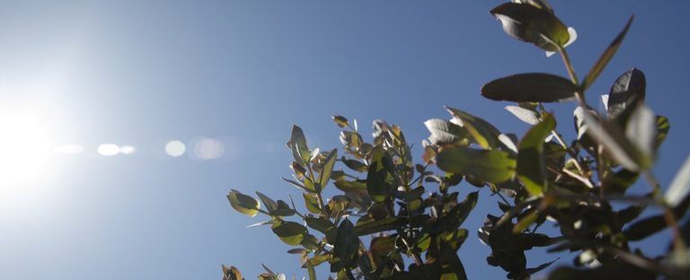 ARAUCO ANUNCIA CARBONO NEUTRALIDAD AL 2020 Y SE CONVIERTE EN LA PRIMERA COMPAÑÍA FORESTAL DEL MUNDO EN ALCANZAR ESTA META