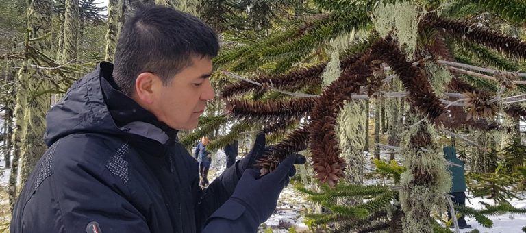 BIOFOREST DESCUBRE HONGO QUE AFECTA A  MÁS DEL 80% DE LAS ARAUCARIAS DE NUESTRO PAÍS