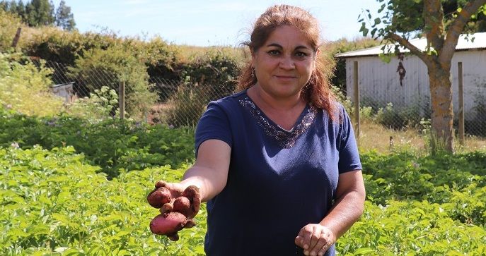 ALAMEÑA CONSIGUIÓ CERTIFICAR SU SEMILLERO DE PAPAS: ES LA ÚNICA MUJER DE LA PROVINCIA DE ARAUCO EN EL RUBRO