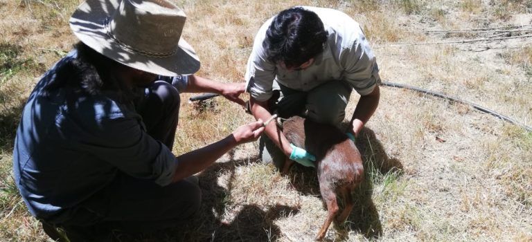 SAG Biobío devuelve a su hábitat a un pudú