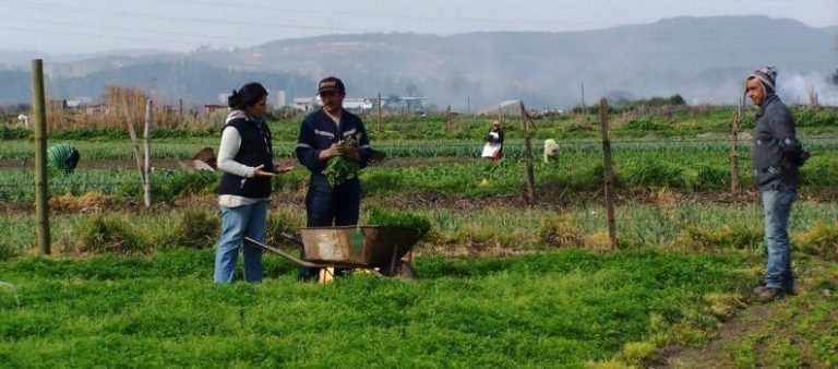 Las medidas y acciones en el sector del agro para enfrentar el coronavirus