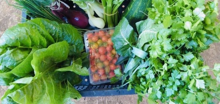 Agricultores de Indap Biobío se reconvierten al servicio delivery para enfrentar el coronavirus