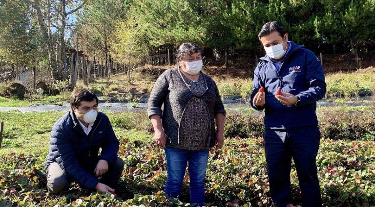 MILLONARIA INYECCIÓN DE RECURSOS DE INDAP EN APOYO A MICROPRODUCTORES