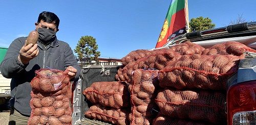 Cooperativa Mapuche de Tirúa dona 4.500 kilos de papas para comedores solidarios de Arauco y Comunidad Indígena de Santa Bárbara