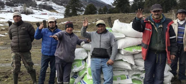 Gobierno confirma entrega de forraje para agricultores de Alto Biobío