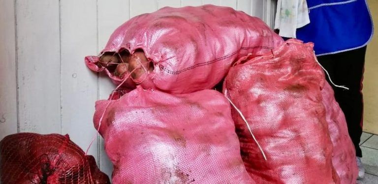 Agricultores y comunidades indígenas de Cañete y Tirúa donan más de 8 toneladas de papas para ollas comunes de la Región del Biobío
