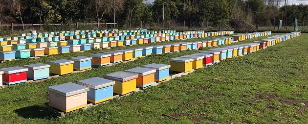 MÁS DE $28 MILLONES RECIBIERON USUARIOS DEL ÁREA INDAP SANTA BÁRBARA EN INDEMNIZACIONES DEL SEGURO AGRÍCOLA