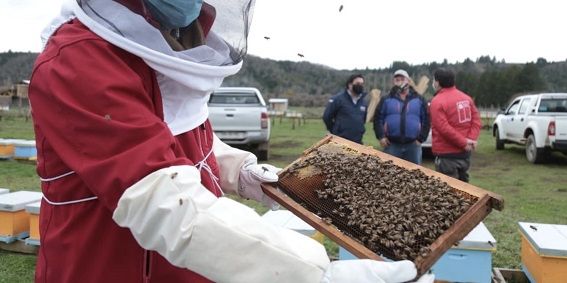DESTACAN TRABAJO DE LOS EMPRENDEDORES APÍCOLAS DEL BIOBÍO EN EL DÍA NACIONAL DE LA MIEL