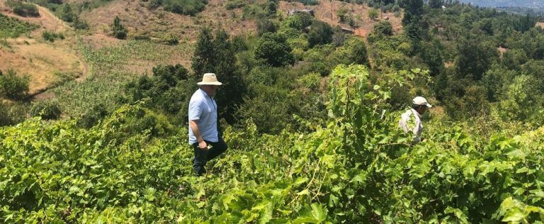 PROYECTO RESCATA CALIDAD EXPORTABLE DE VINOS DEL VALLE DEL ITATA RESGUARDANDO SU EXISTENCIA ANCESTRAL