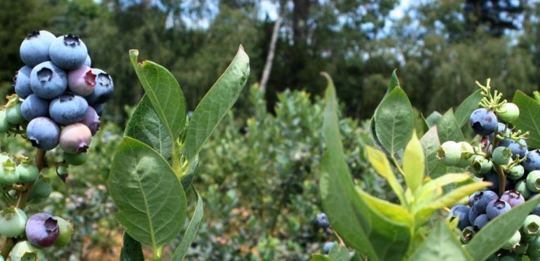 PRODUCTORES DE BERRIES SE PREPARAN PARA SU PRIMERA COSECHA EN MEDIO DE PANDEMIA POR CORONA VIRUS