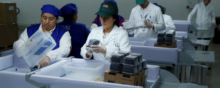 SAG Y COMITÉ DEL ARÁNDANO REALIZAN REUNIÓN SOBRE SYSTEMS APPROACH PARA BIOBÍO Y ÑUBLE
