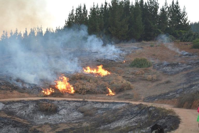 CONAF SUSPENDE USO DEL FUEGO PARA QUEMAS AGRÍCOLAS Y FORESTALES EN LA REGIÓN DEL BIOBÍO