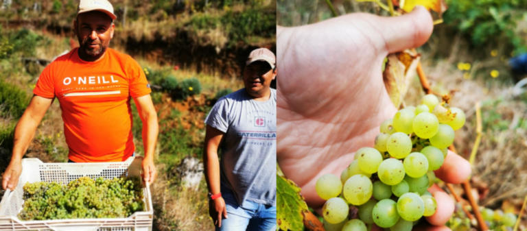 AGRICULTOR DEL PRODESAL DE CONTULMO INNOVA CON PROYECTO VINIVINÍCOLA Y REALIZA SU PRIMERA VENDIMIA