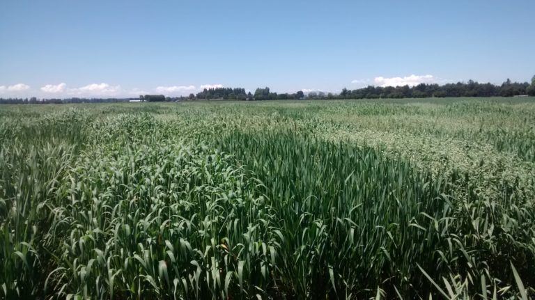 ESTUDIO DEMOSTRÓ QUE APORTE EN I+D+I DE INIA AUMENTÓ EN HASTA 0,58 % LA PRODUCTIVIDAD DE AGRICULTORES NACIONALES