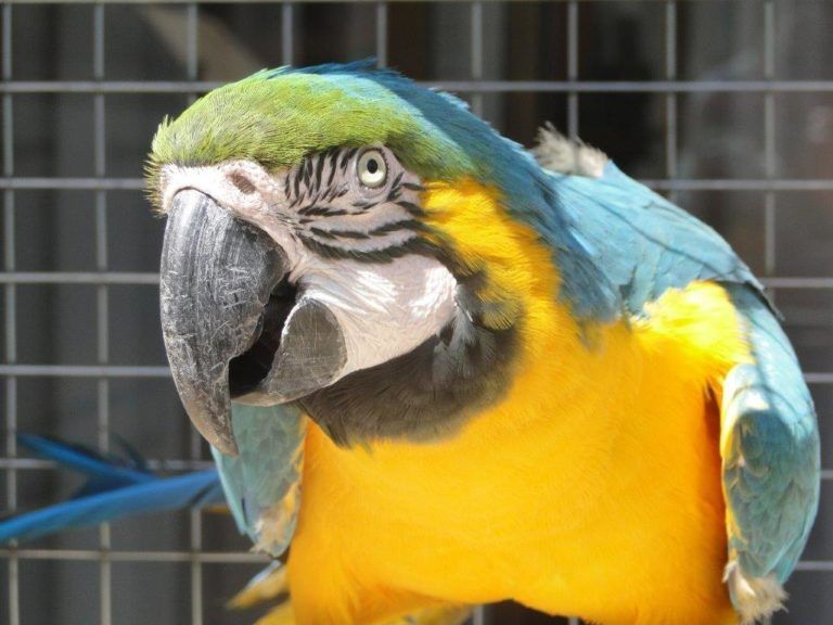 SAG LLAMA A REALIZAR DECLARACIÓN SEMESTRAL DE FAUNA SILVESTRE DEL PRIMER SEMESTRE DE 2021
