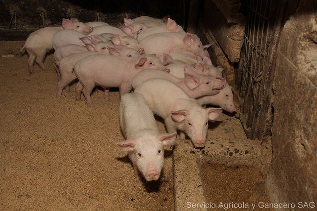 SAG LEVANTA ALERTA Y REDOBLA INSPECCIÓN EN FRONTERA TRAS FOCO DE PESTE PORCINA AFRICANA EN REPÚBLICA DOMINICANA