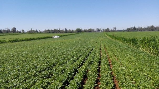 SAG BIOBÍO SE REUNIÓ CON PRODUCTORES DE SEMILLA DE EXPORTACIÓN