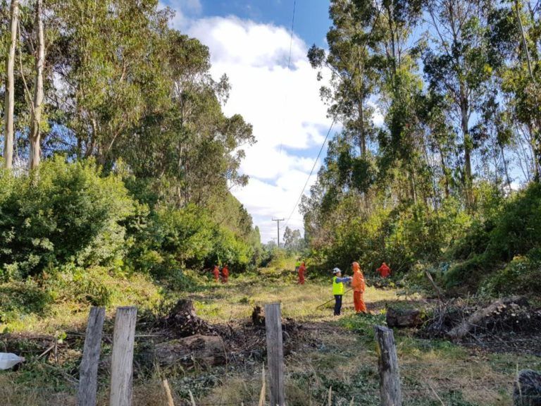 FRONTEL INTENSIFICA PLAN DE SEGURIDAD EN SUS REDES ELÉCTRICAS ESTE VERANO EN BIOBÍO