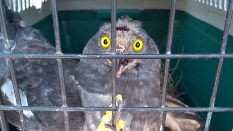 SAG BIOBÍO LIBERÓ EJEMPLARES DE FAUNA SILVESTRE EN SECTOR COSTERO DE TALCAHUANO