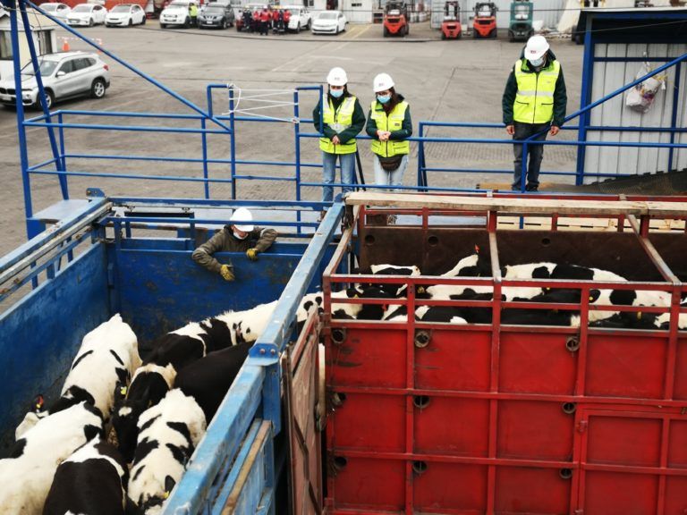 SAG Biobío certificó embarque de vaquillas en pie a China