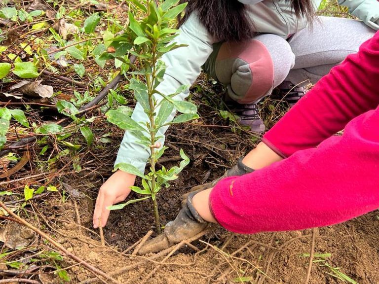 INICIAN PROGRAMA DE REFORESTACIÓN NATIVA EN CURANILAHUE