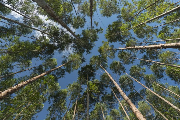 Chile tendrá el primer Bosque iluminado de Latinoamérica
