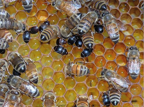Comunicado de prensa: SAG refuerza medidas de vigilancia tras la detección en Bolivia de grave plaga que afecta a las abejas