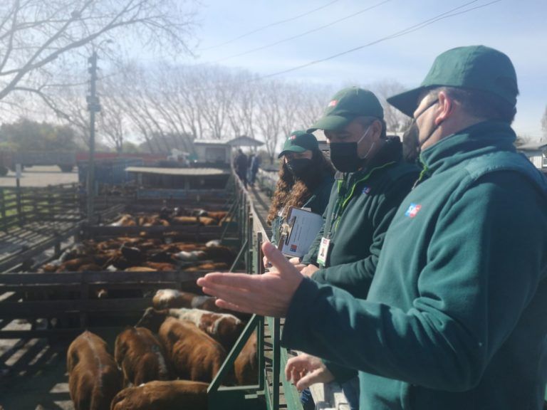 SAG Biobío intensifica fiscalización a carnicerías, supermercados y transporte de animales