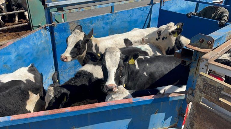 SAG Biobío certifica embarque de vaquillas en pie con destino China
