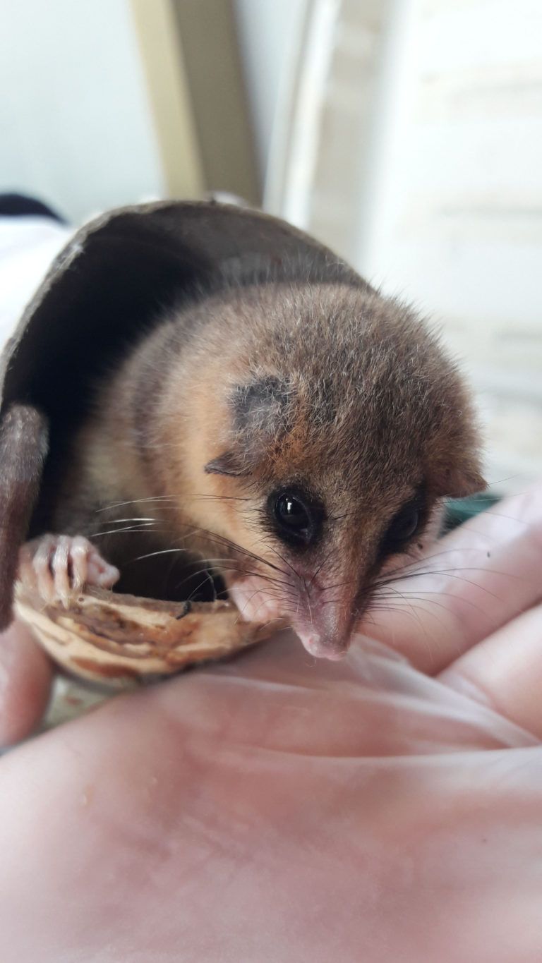 SAG Biobío entrega recomendaciones ante la presencia de ejemplares de fauna silvestre afectados por incendios forestales