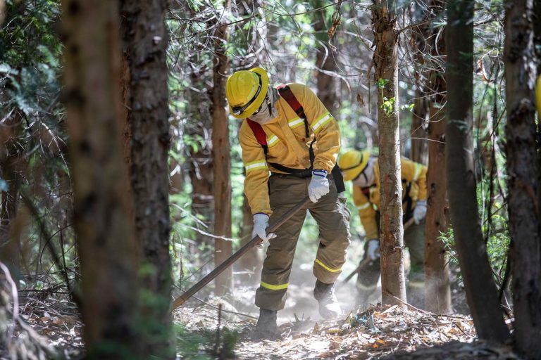 Empresas forestales despliegan 60 aeronaves y 3.300 brigadistas para combate de incendios en Maule, Ñuble, Biobío y Araucanía