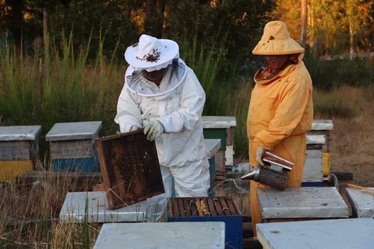 ARAUCO y Cooperativa Ragko desarrollan inédito albergue para abejas